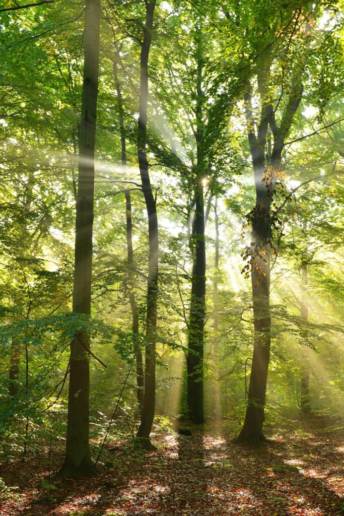 Bäume mit Blättern, dahinter scheint die Sonne durch - magisch-mystisch. Online Kräuterkurse und Naturseminare