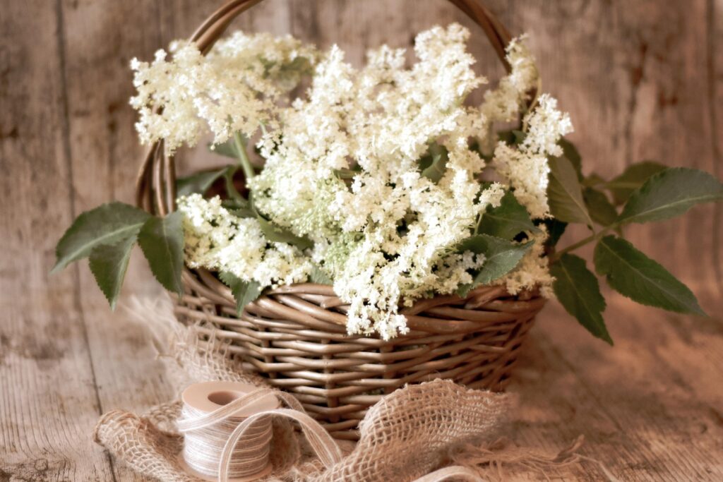 Holunderblüten im Korb - Online Kräuterkurse und Naturseminare