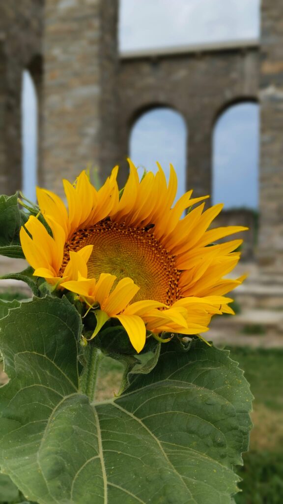 Blühende Sonnenblume mit Mahnmal in Oberschützen im Hintergrund zu sehen. Online Kräuterkurse und Naturseminare