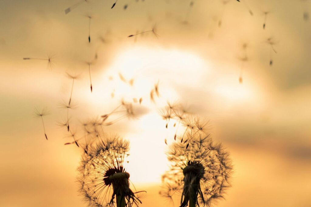 Löwenzahnblüten im Wind bei untergehender Sonne