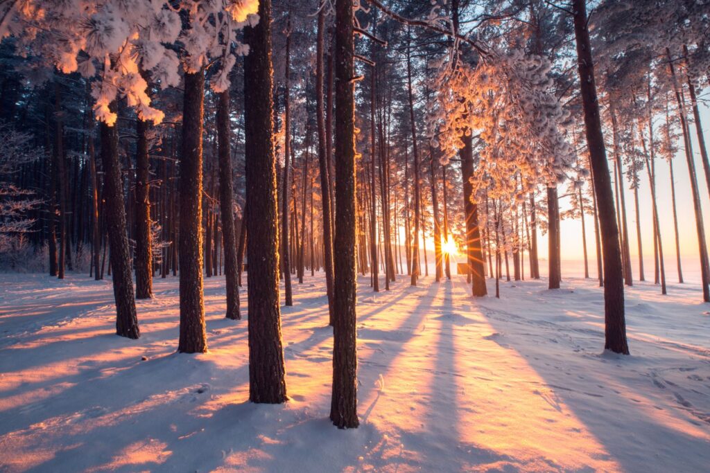 Verschneiter Wald mit Sonnenaufgang - Entschleunigung mit TEM
