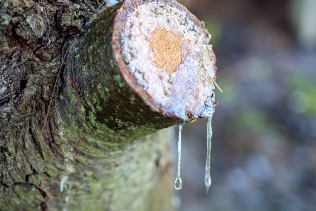 Waldapotheke aus Harz – Pechsalbe nach alter Tradition